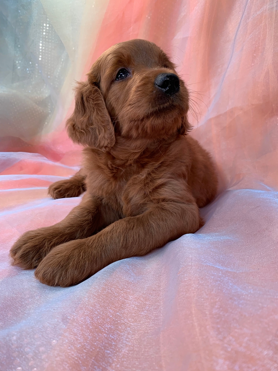 Female Mini Goldendoodle Puppy for Sale, Dark Red F1, DOB 7-4-2022, $1200